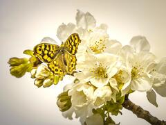 Joli papillon