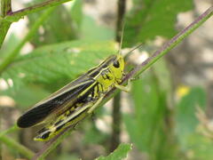 Jiminy Cricket.