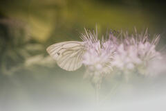 Papillon butinant