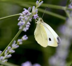 Un régal, ce nectar de lavande