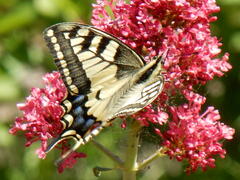 Moi machaon, ne suis-je pas le plus beau des papillons ?