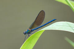 Demoiselle