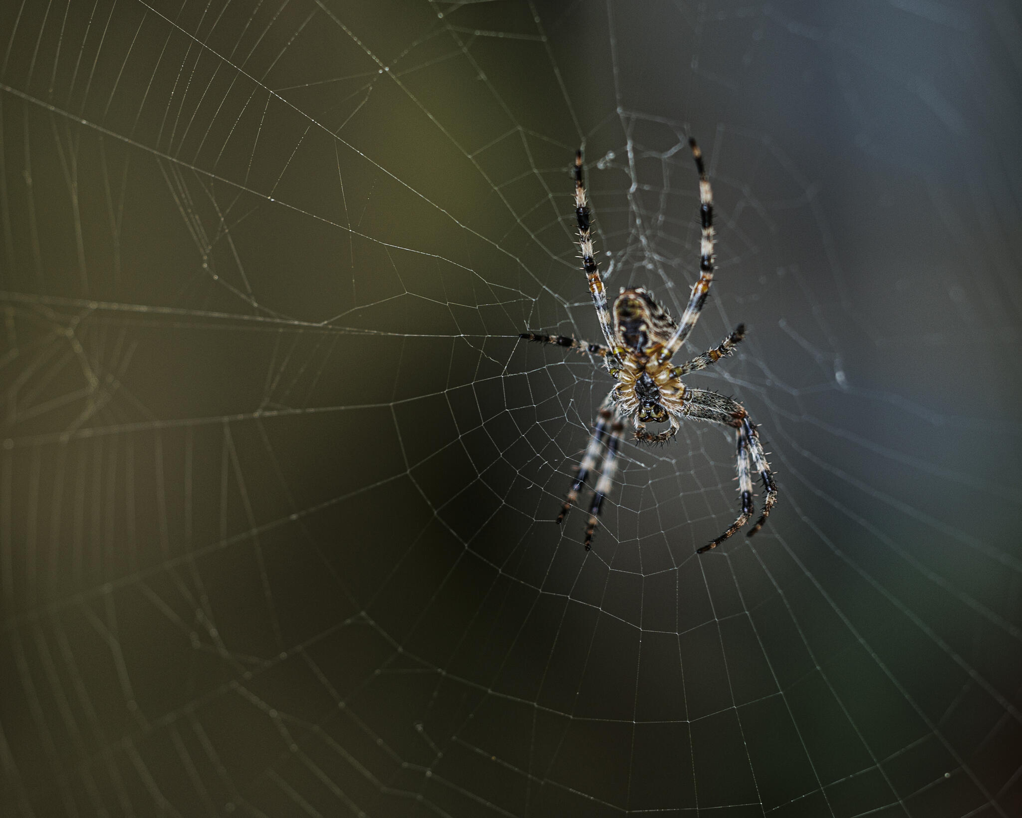 Bebête sur toile [Photo de Patrick de Lannoy]