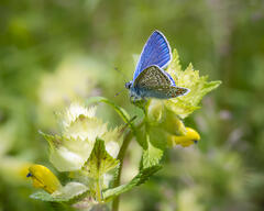 AZUREment bleu