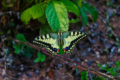 Le papillon