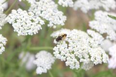Abeille