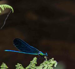 Libellule Bleue