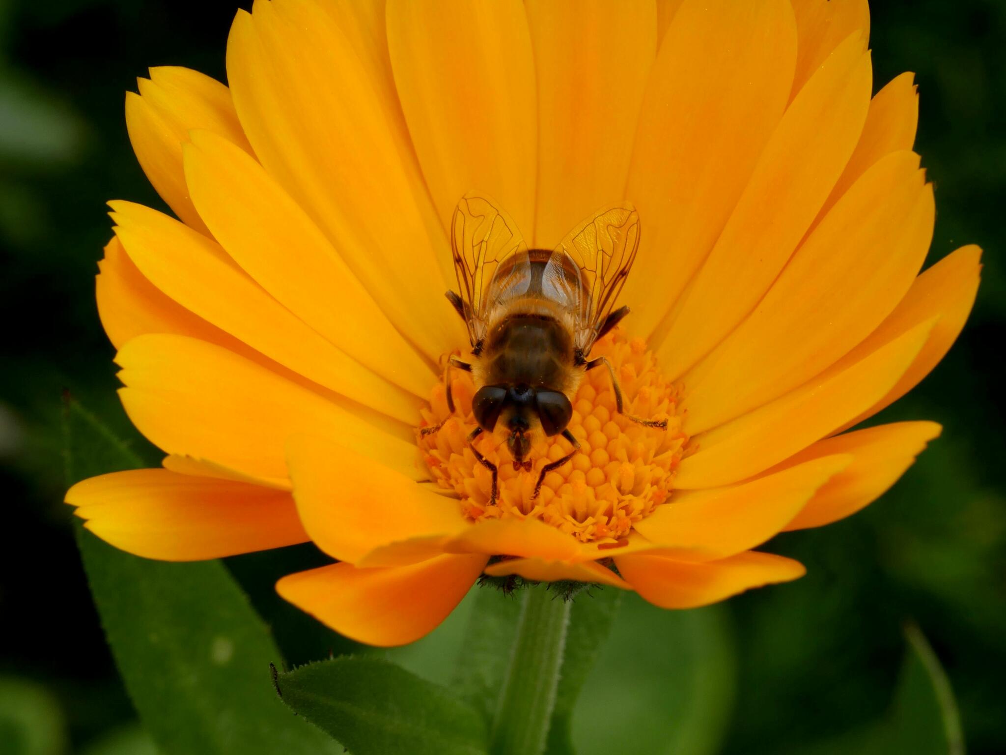 Sieste, rien que pour moi [Photo de Liliane Delsemme]