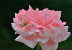 Sauterelle verte sur rose