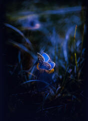Azuré bleu céleste