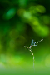 L’Agrion vert