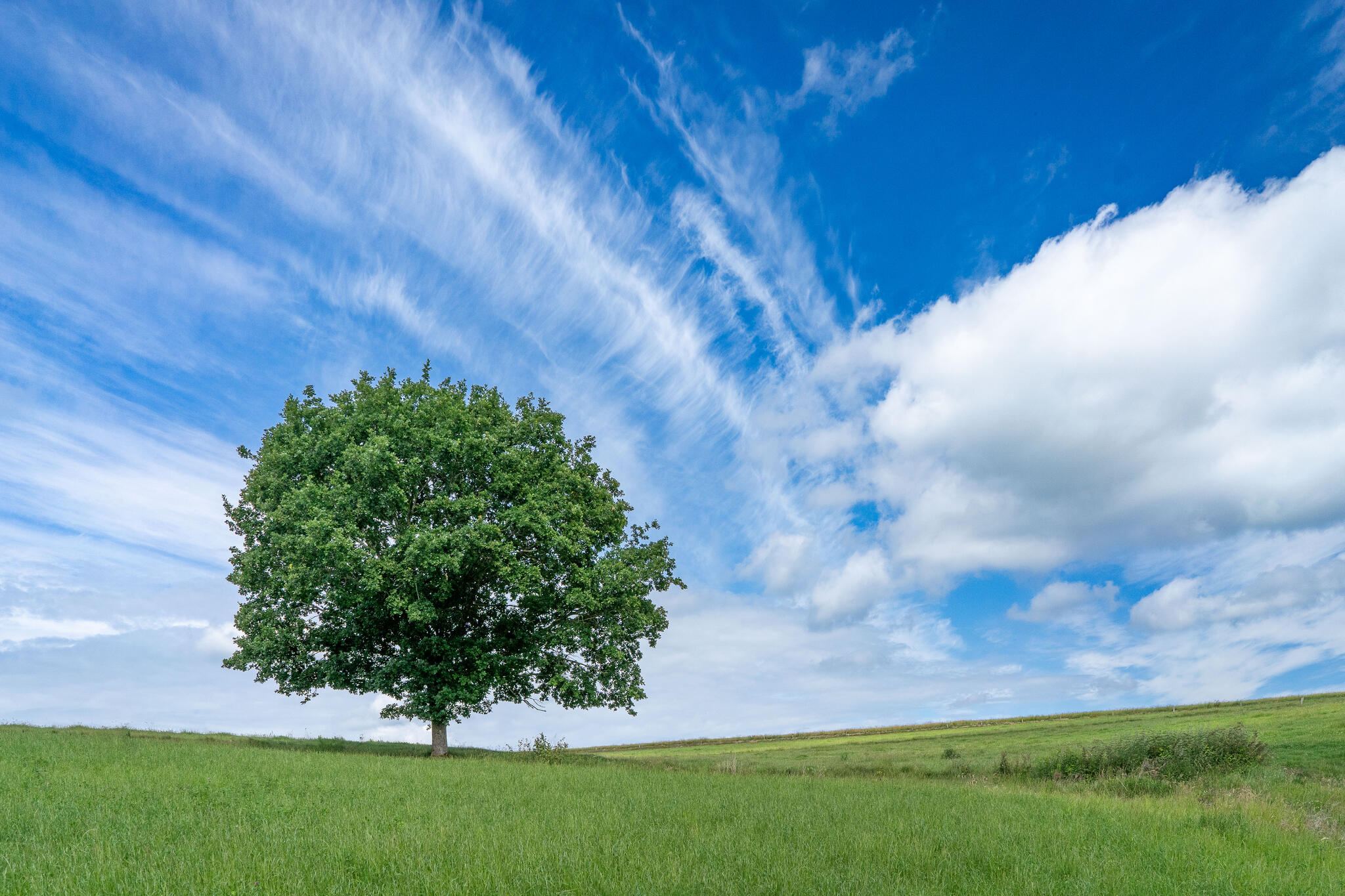 Il ne s'ennuye pas : il regarde le ciel.