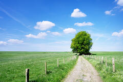 Attention ! Il y a un arbre dans le chemin !