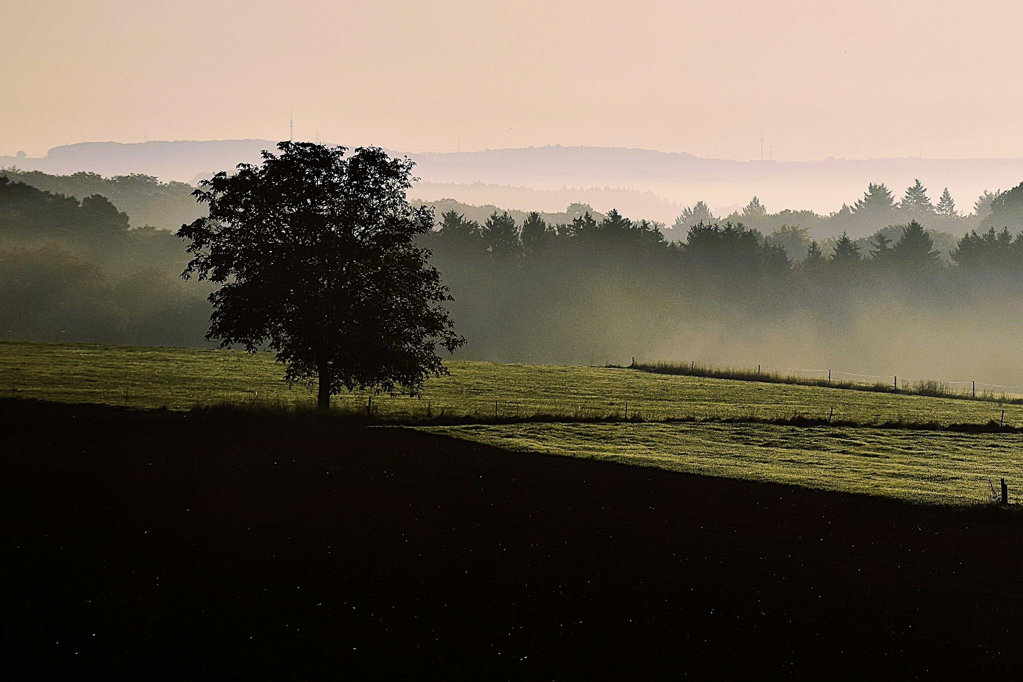 Dans la brume matinale