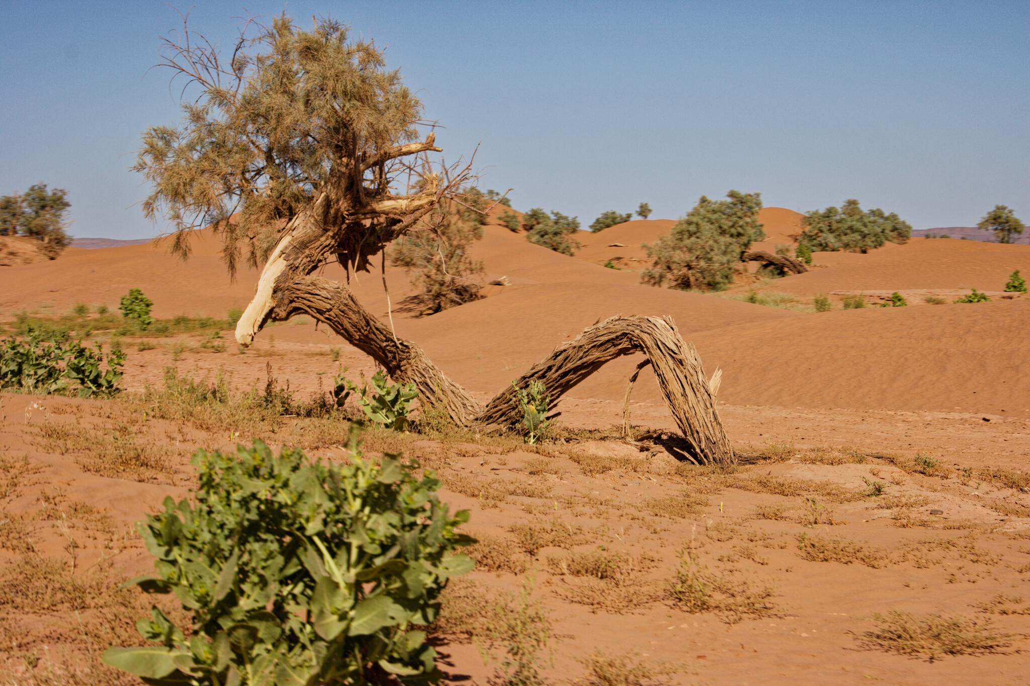 Dans le désert marocain