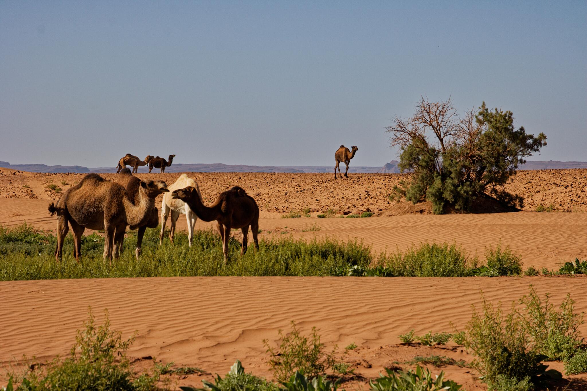 Dans le désert marocain