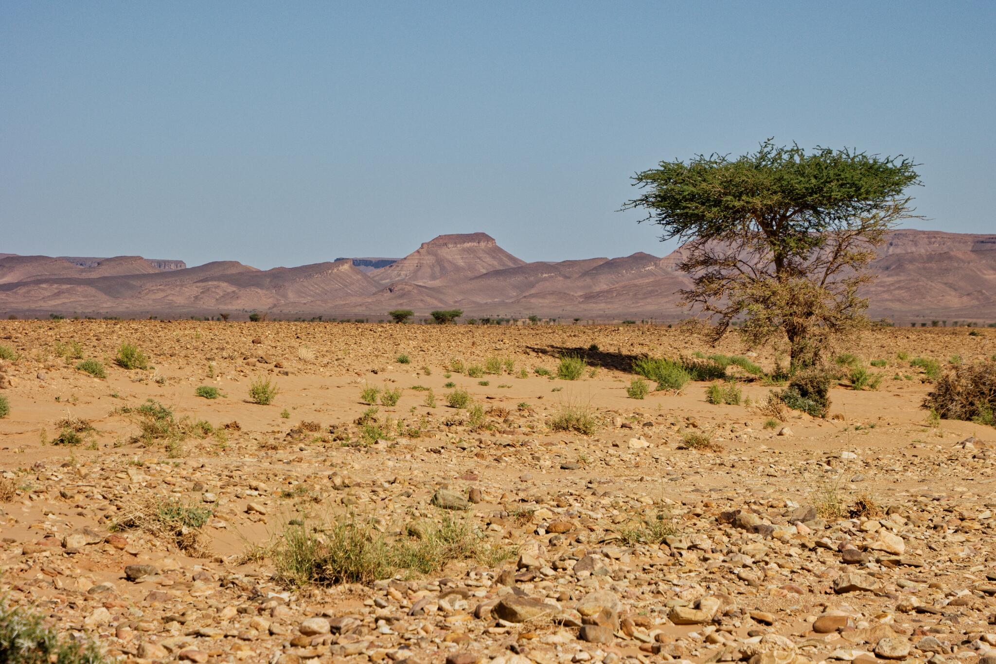 Seul dans le désert marocain