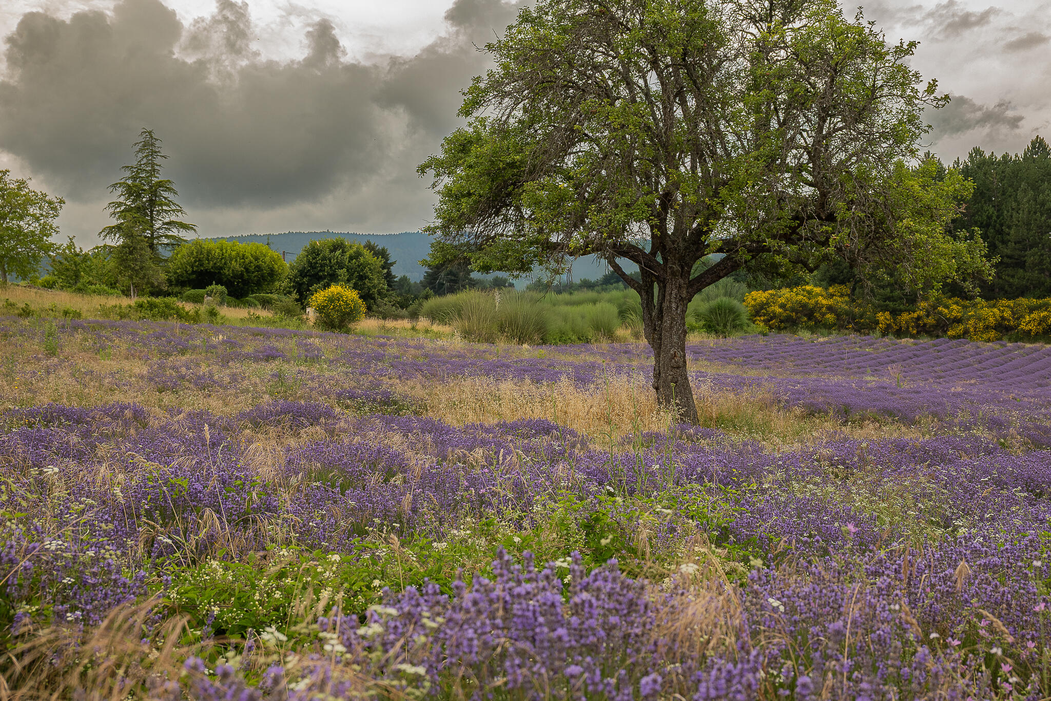 Solitude en Provence