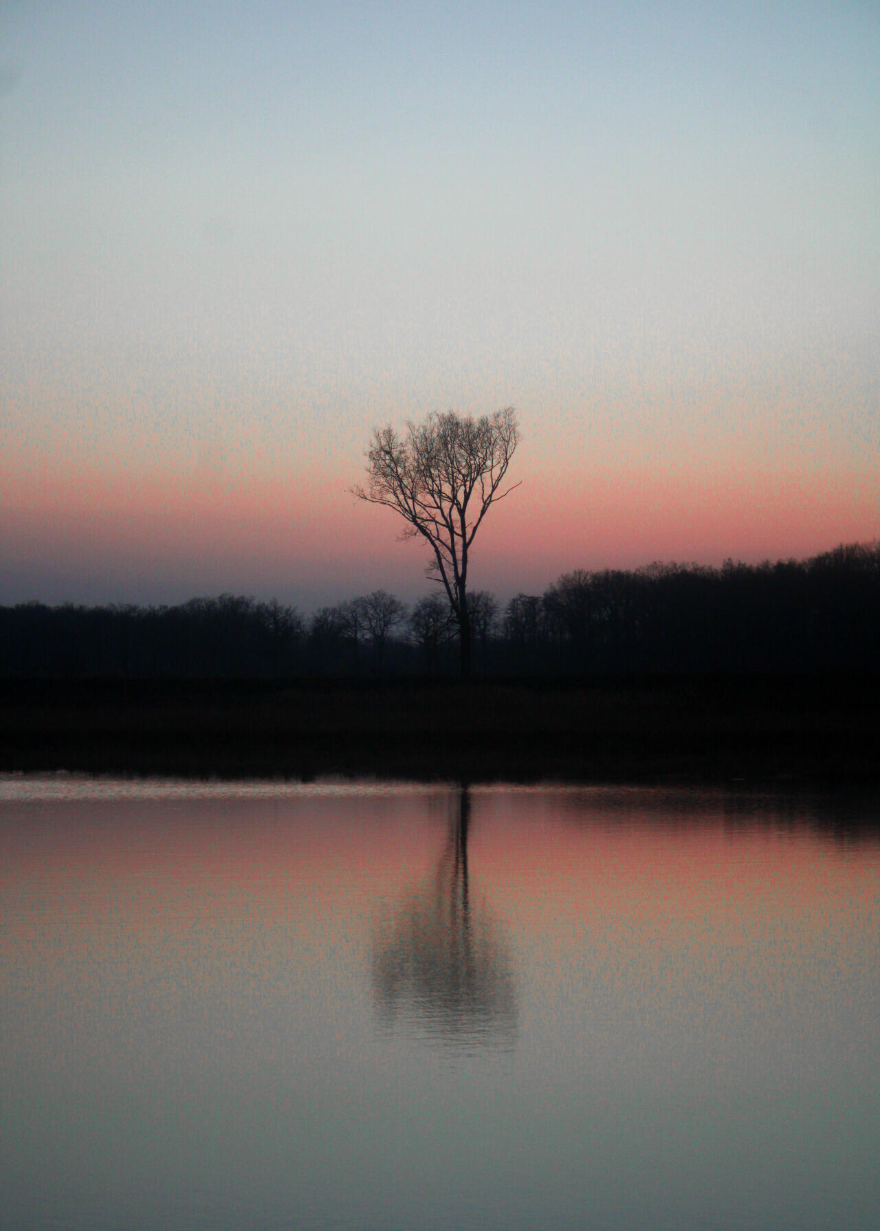 L'arbre et son miroir
