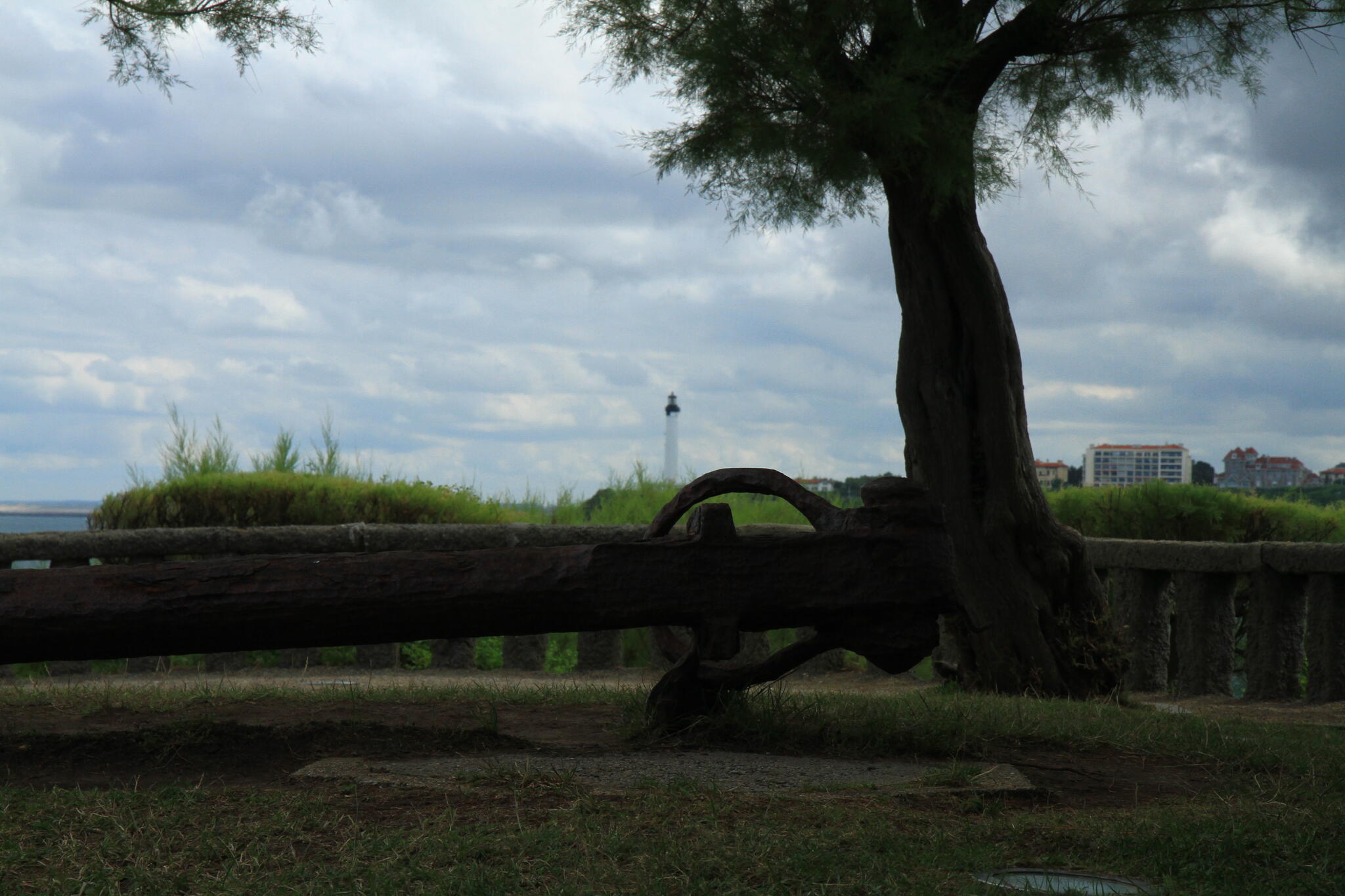 Le vieil arbre et la mer
