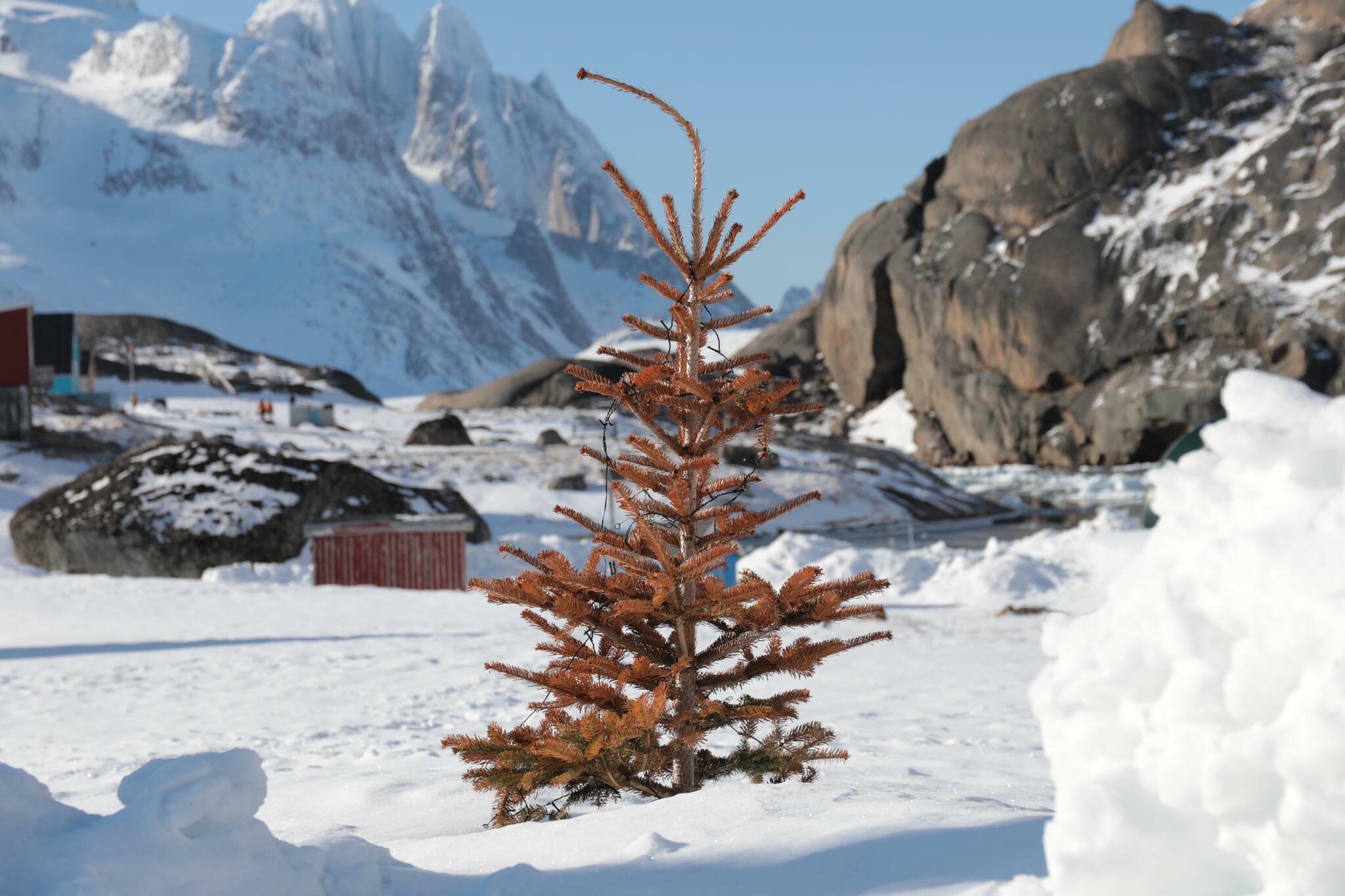 Seul et déplumé, mais toujours vert ... (Qaqortoq)