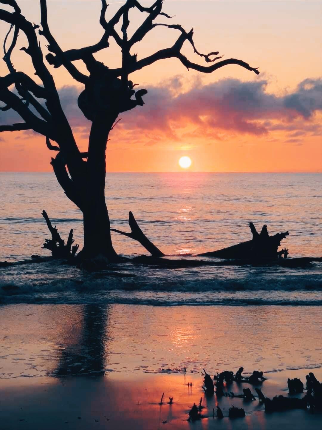 Arbre sous le soleil couchant