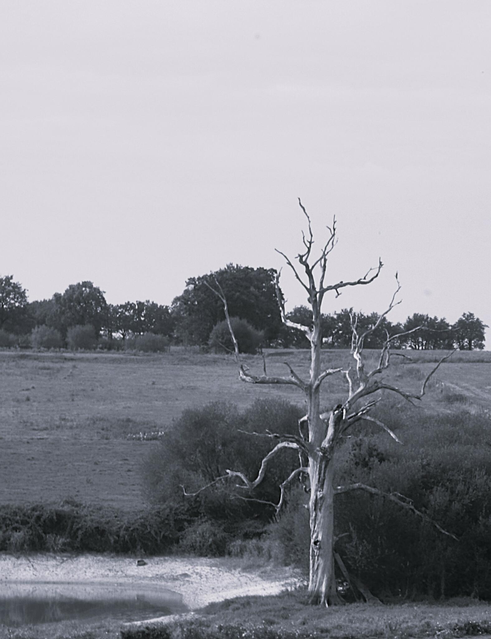 mort mais encore debout !