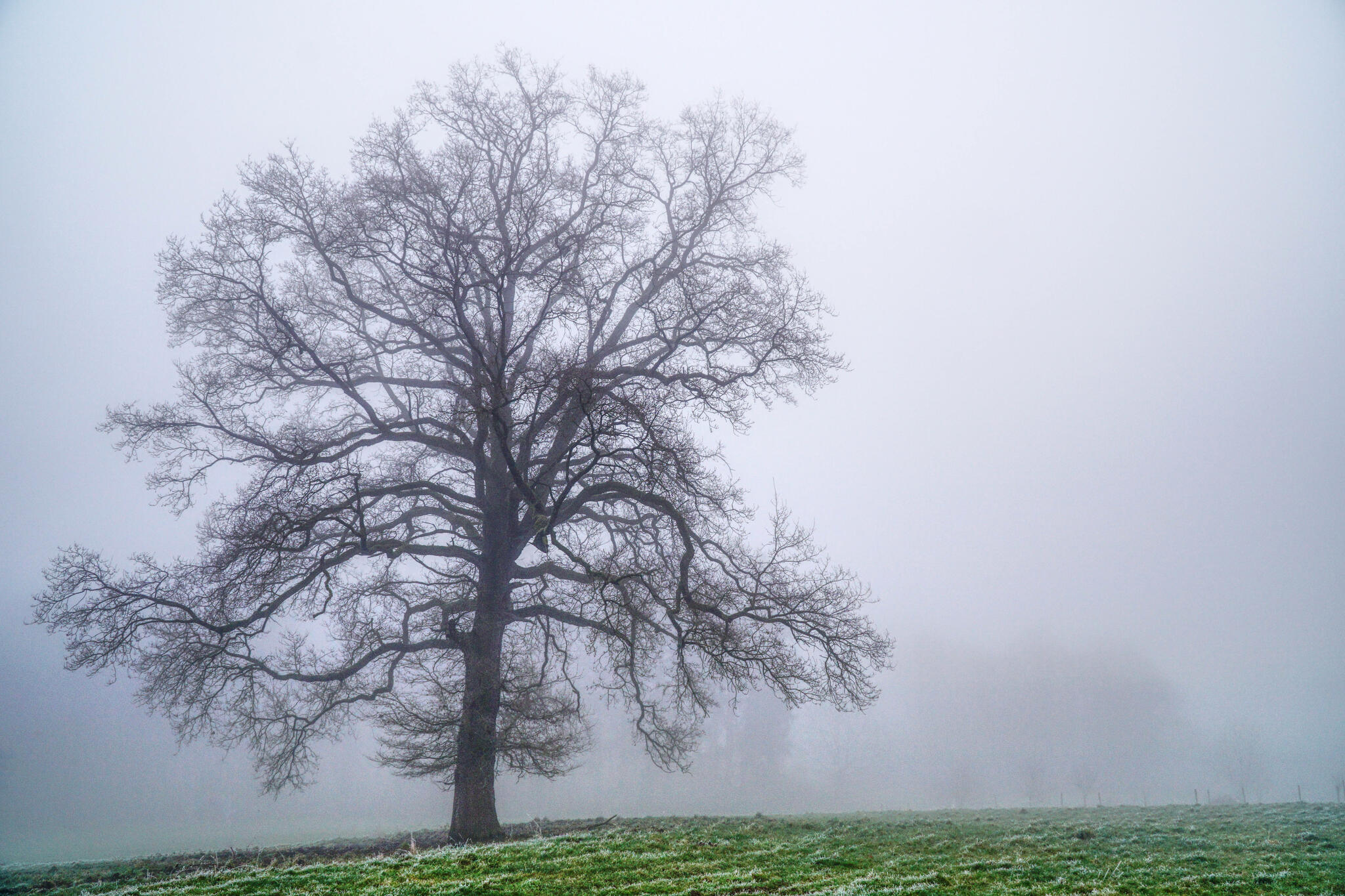 Auprès de mon arbre,