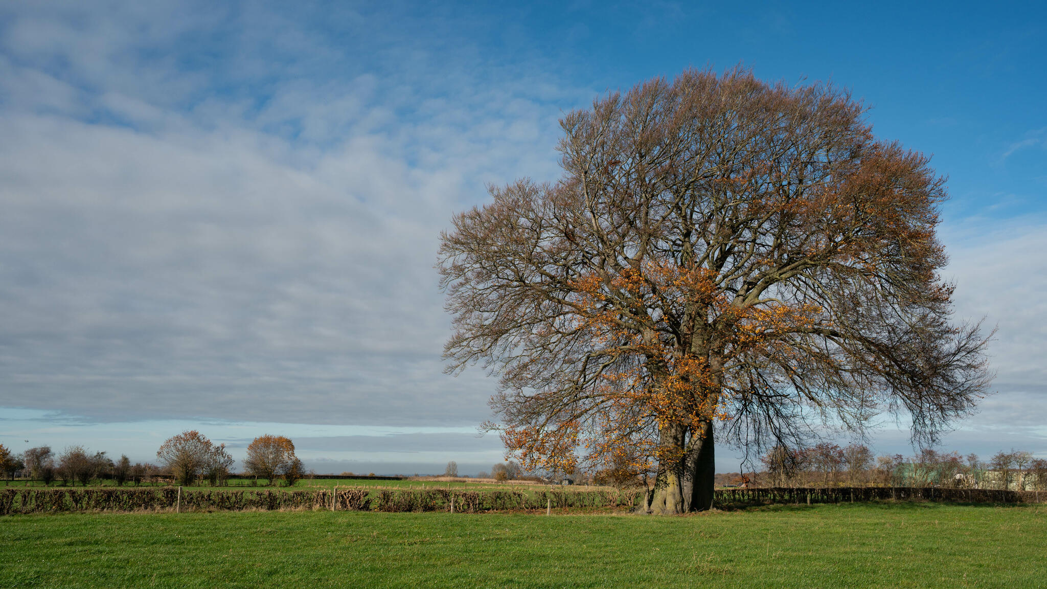 Hêtre ou ne pas Hêtre