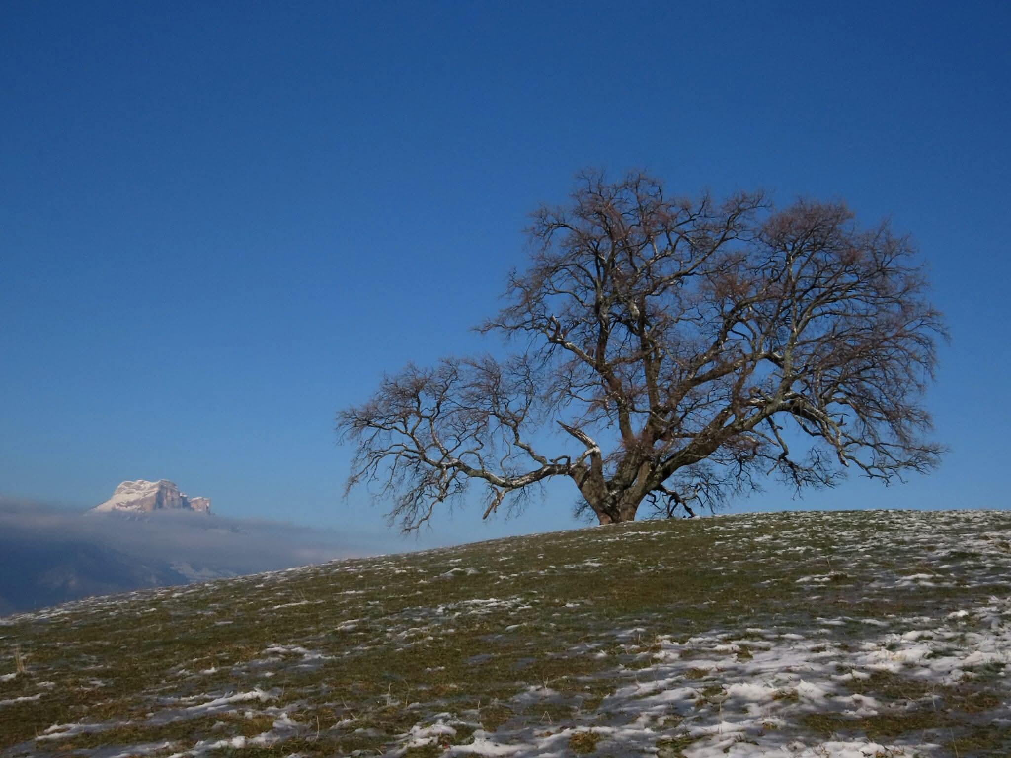 Le Chêne de Venon surplombe Grenoble