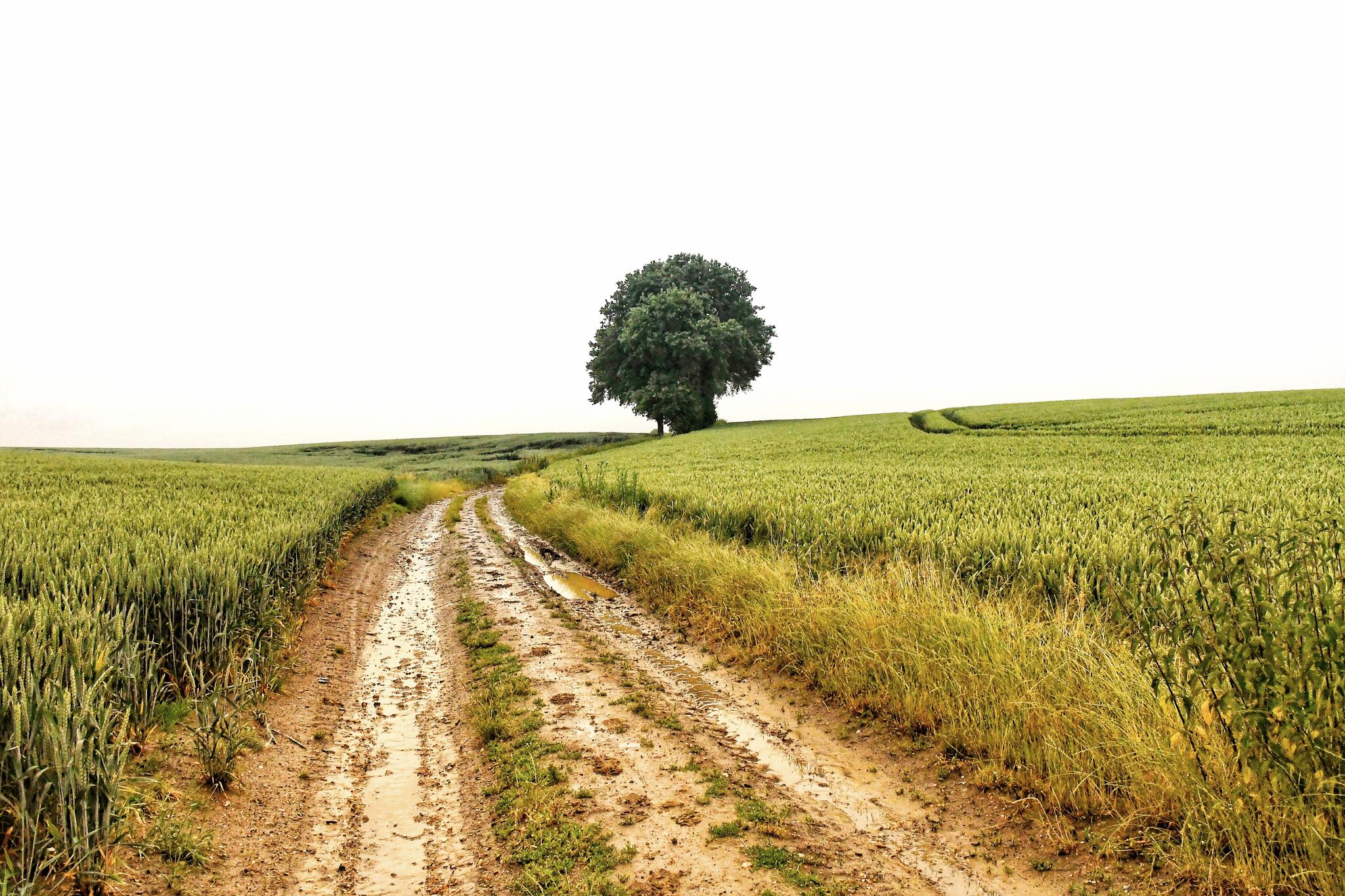 J’attends les moissons