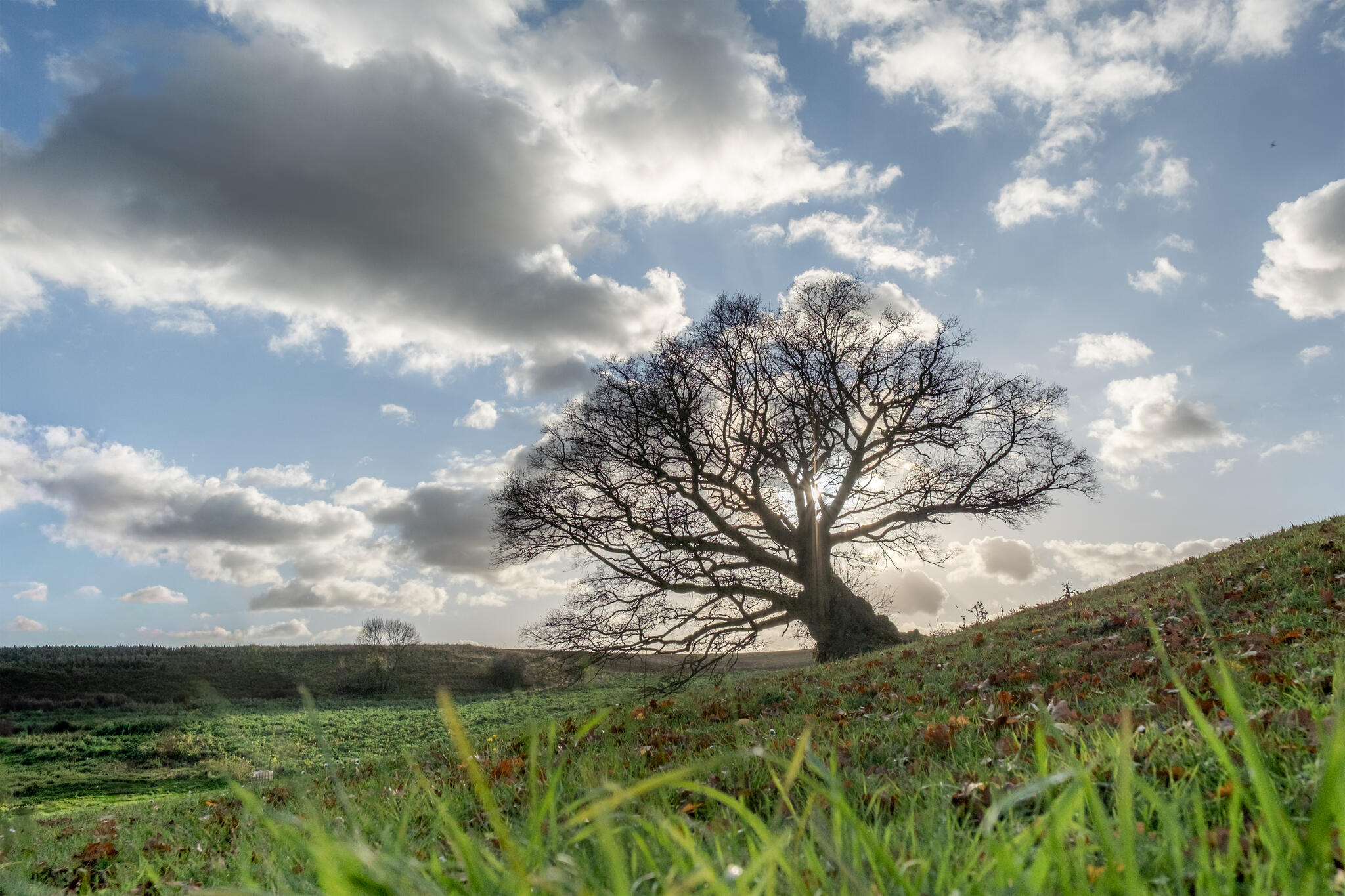 Le Bonzai géant à la campagne
