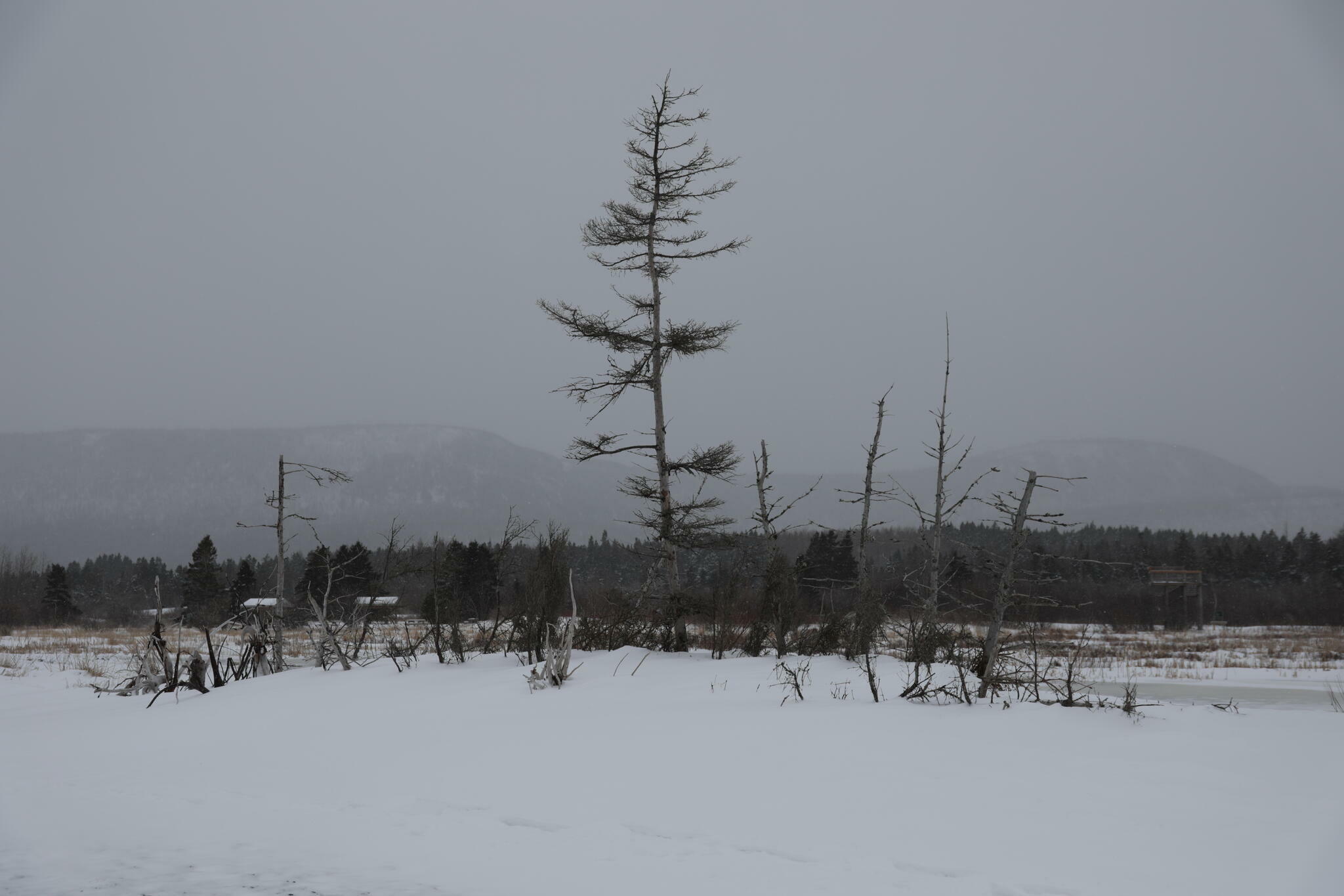 Il paraît que le printemps débute en mars