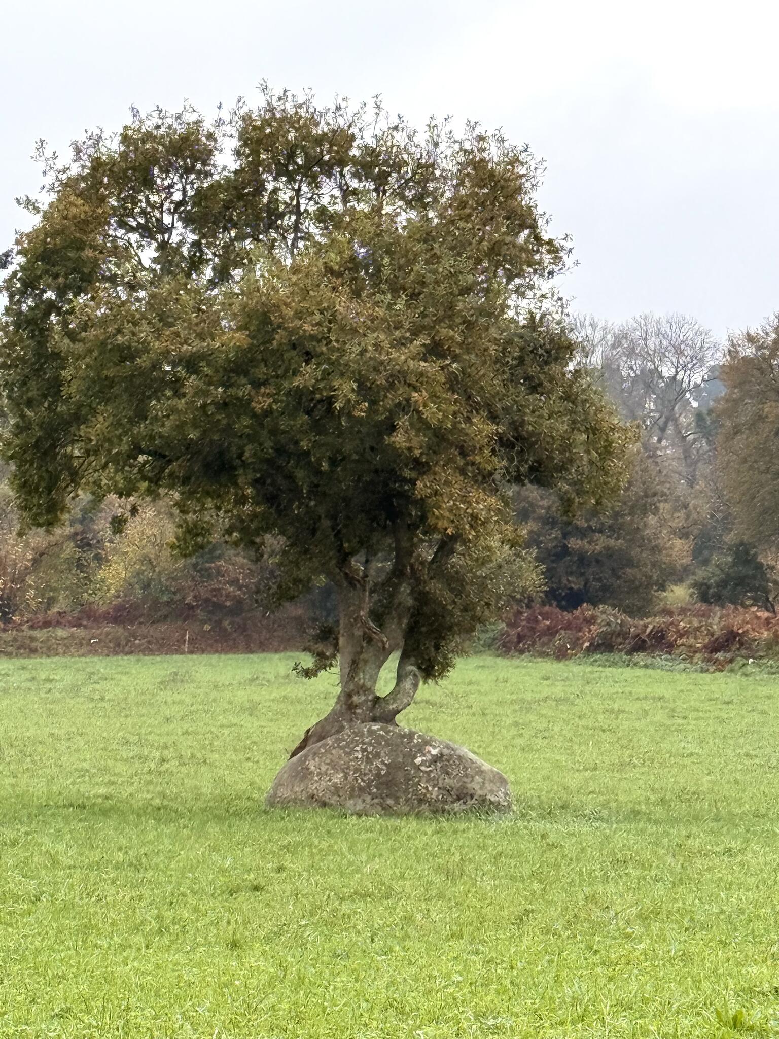 Comment un gland a réussi à éclater le bloc de granit
