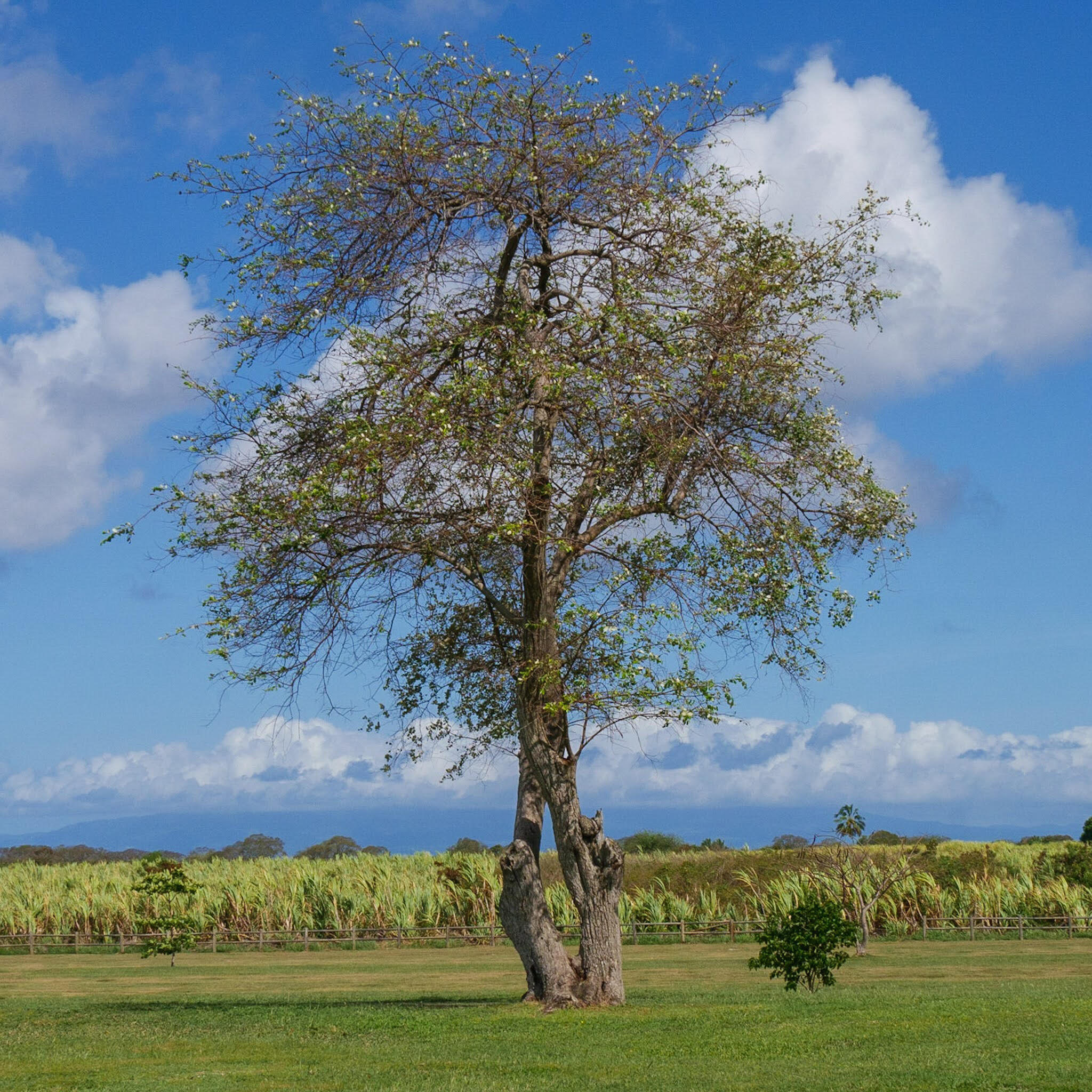 Surveillant de champs de canne à sucre