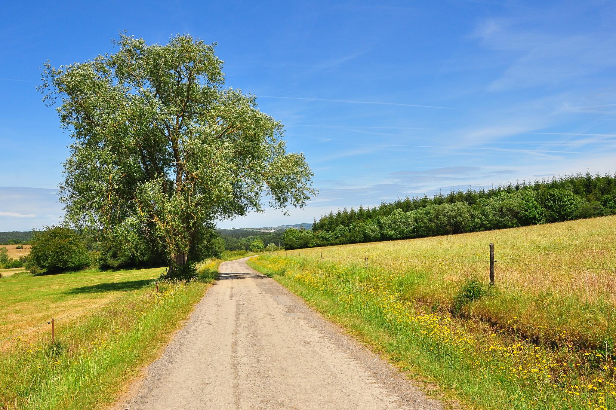 Auprès de mon arbre ...