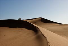 Arbustes dans l'immensité du désert