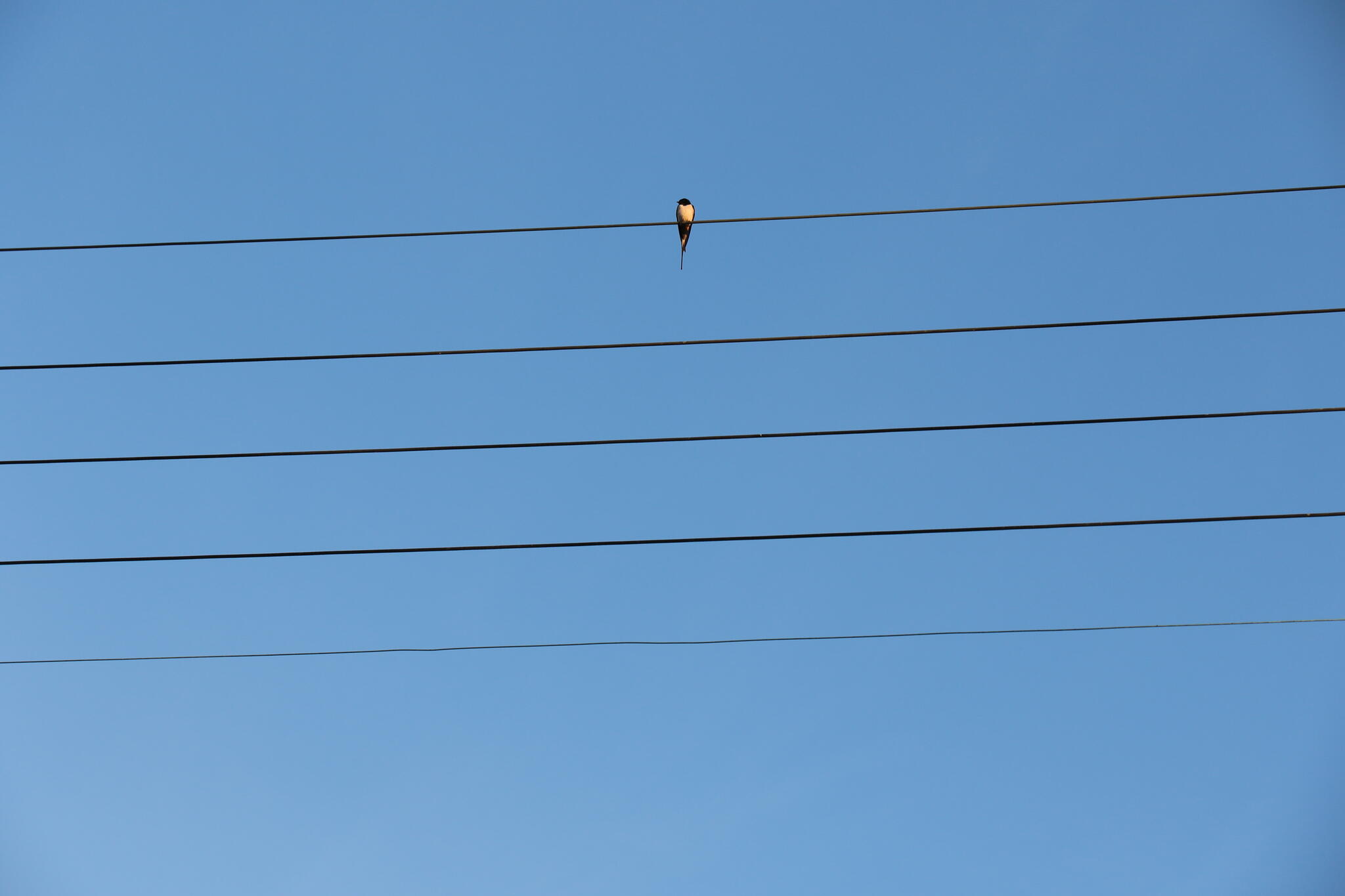 LA # pour partition en SOL oh [Photo de Jean Putzeys]