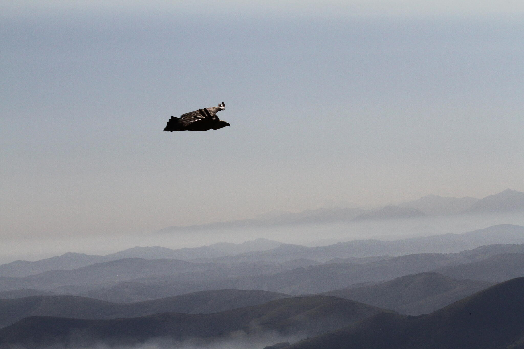 Chasseur furtif [Photo de Jean Putzeys]