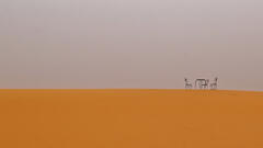 Quand t'es dans le désert, depuis trop longtemps...