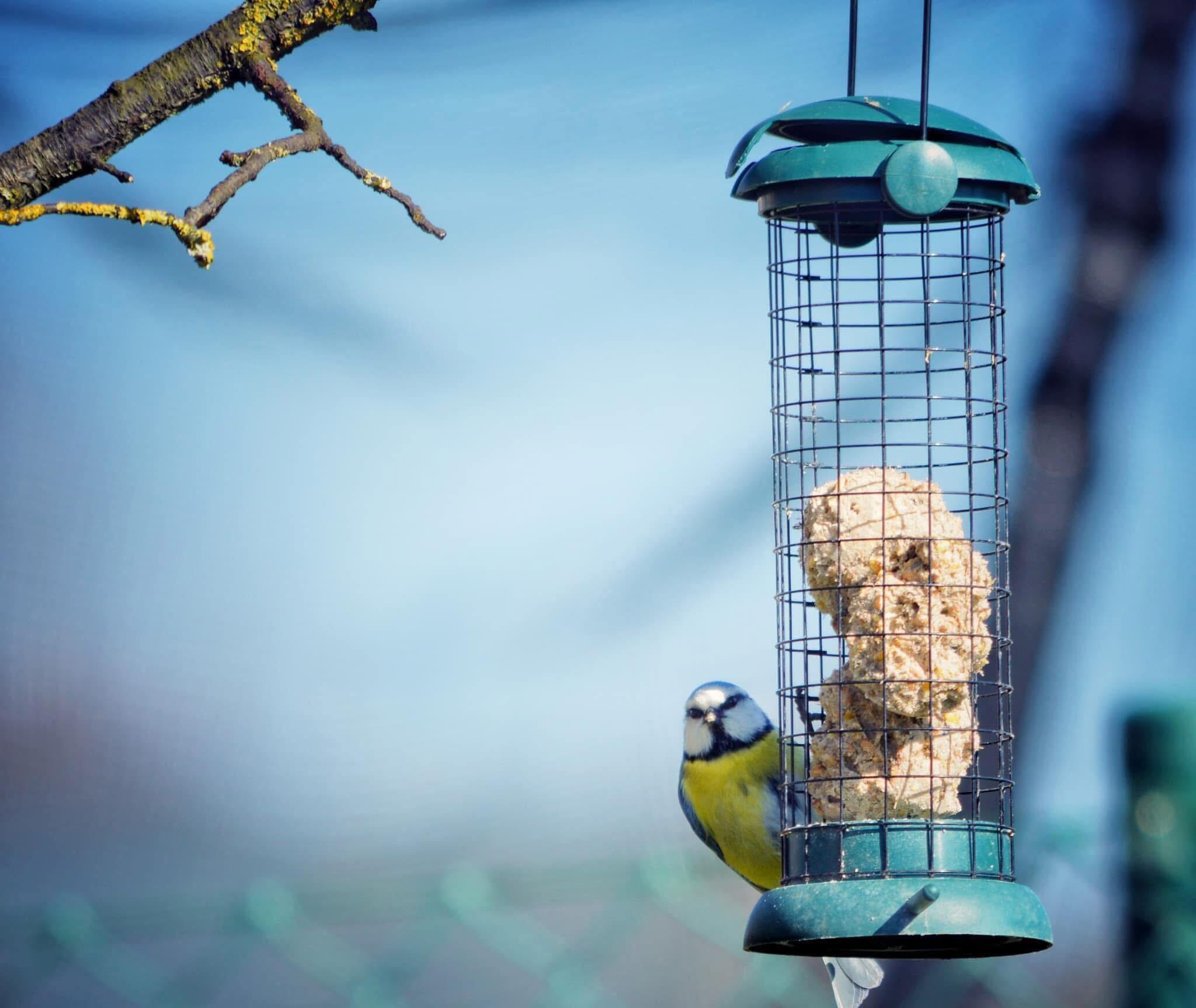 Moineau poseur [Photo de Cathy Catinus]