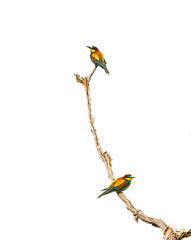 A chacun son horizon