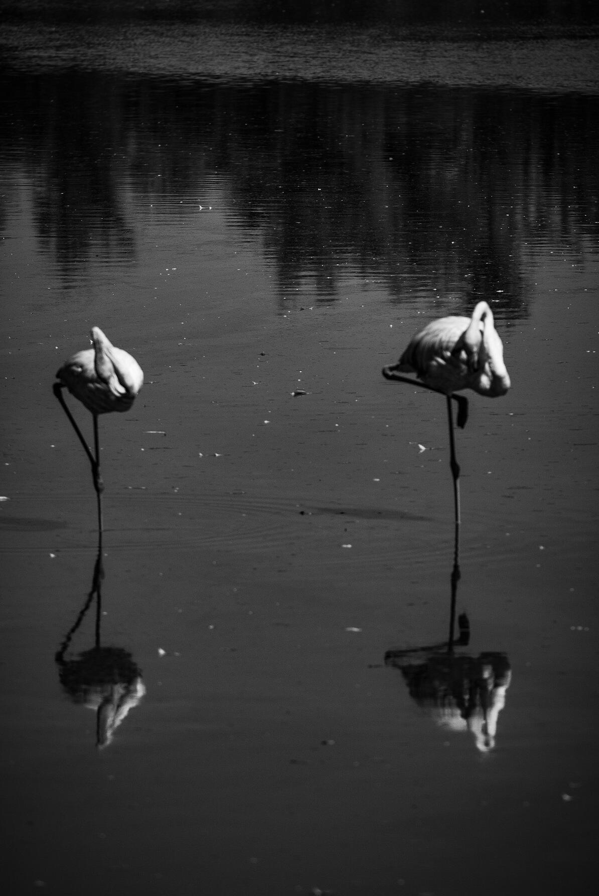 Duo minimaliste [Photo de Marc Gustave]