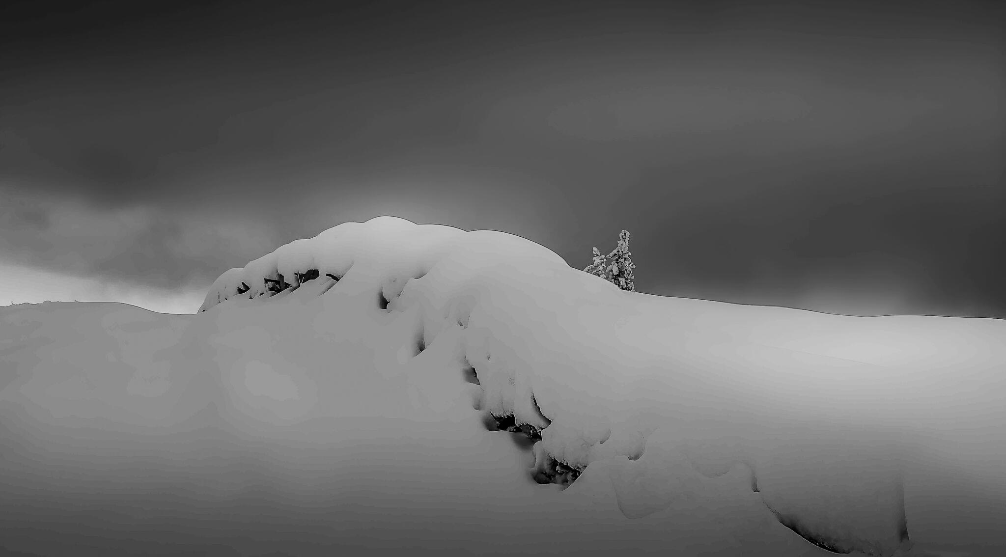 Neige... et ce bébé sapin qui résiste ! [Photo de Jean-Marie Vanebempt]