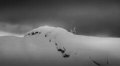 Neige... et ce bébé sapin qui résiste !