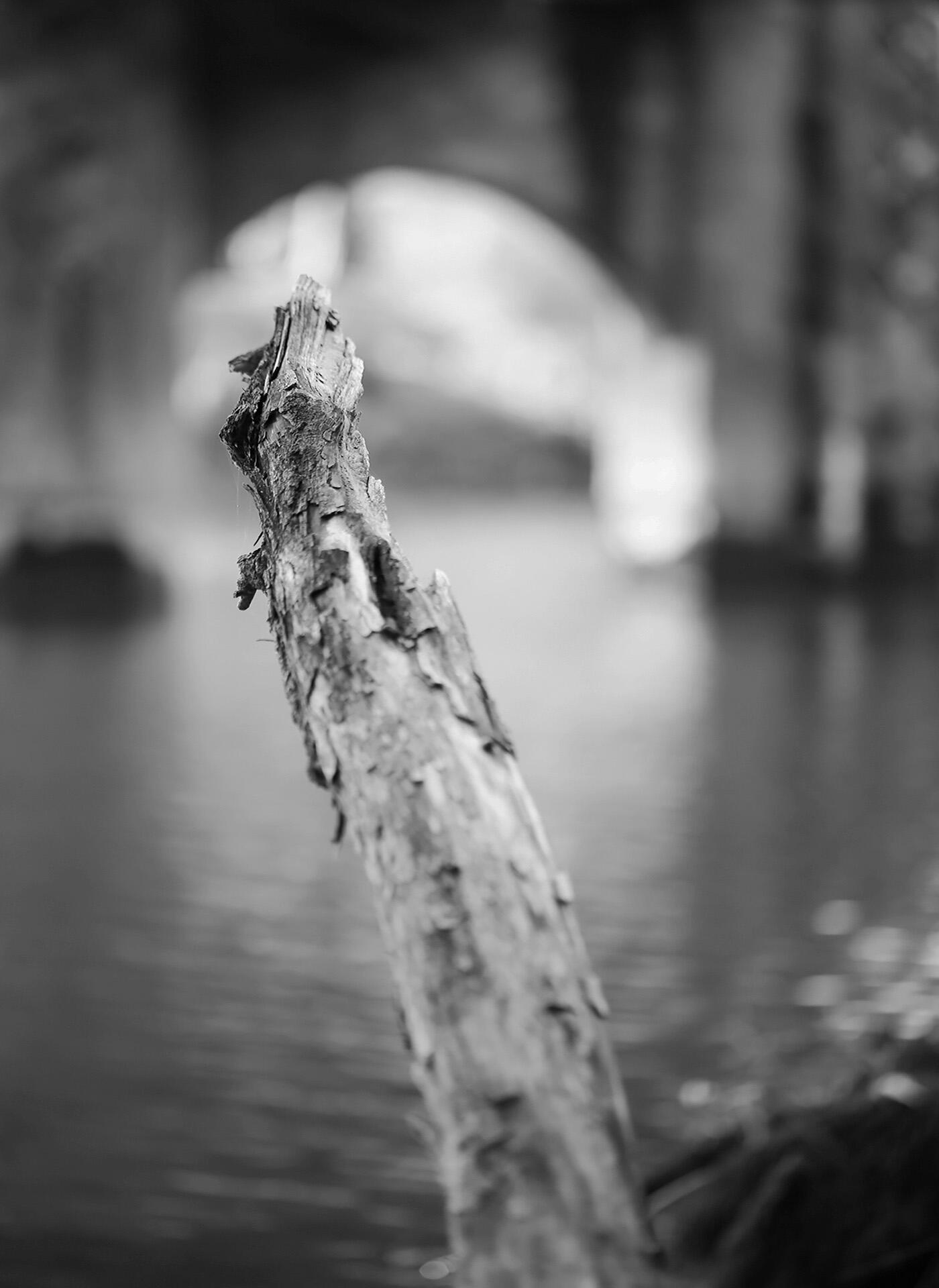 Le tronc [Photo de Arnaud Schmitt]