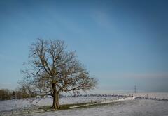 A moitier vivant  entièrement seul