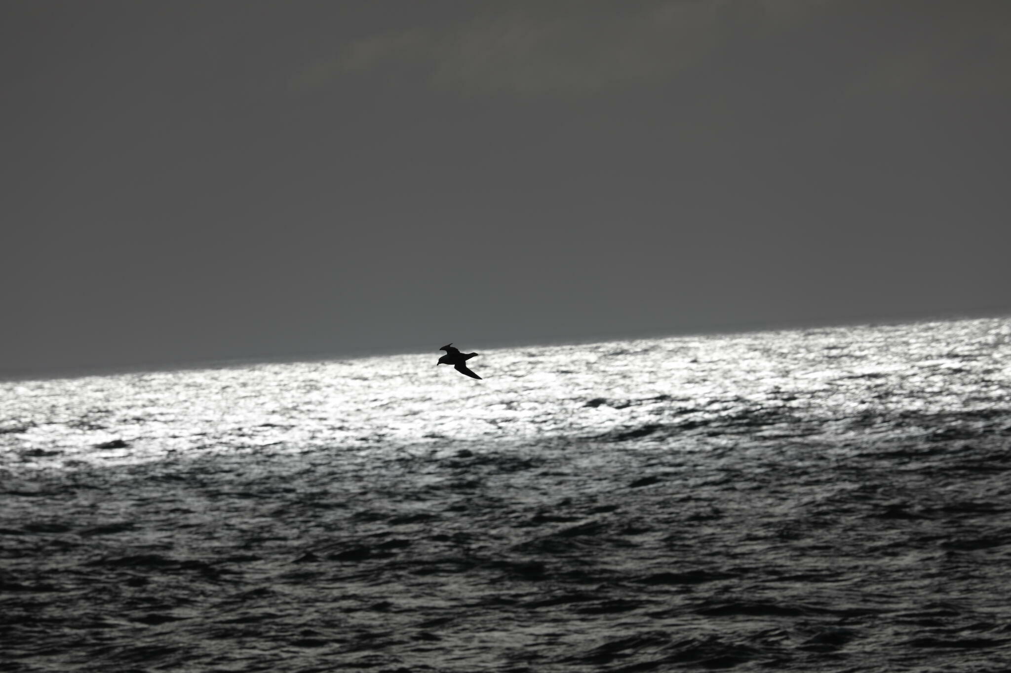 Over the Ocean [Photo de Jean Putzeys]