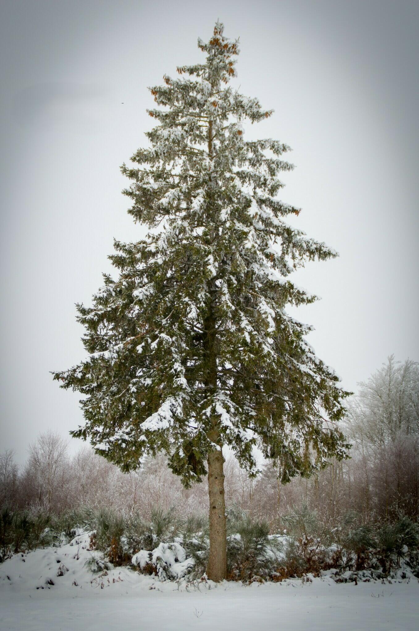 Le roi de la forêt [Photo de Pascale Adam]