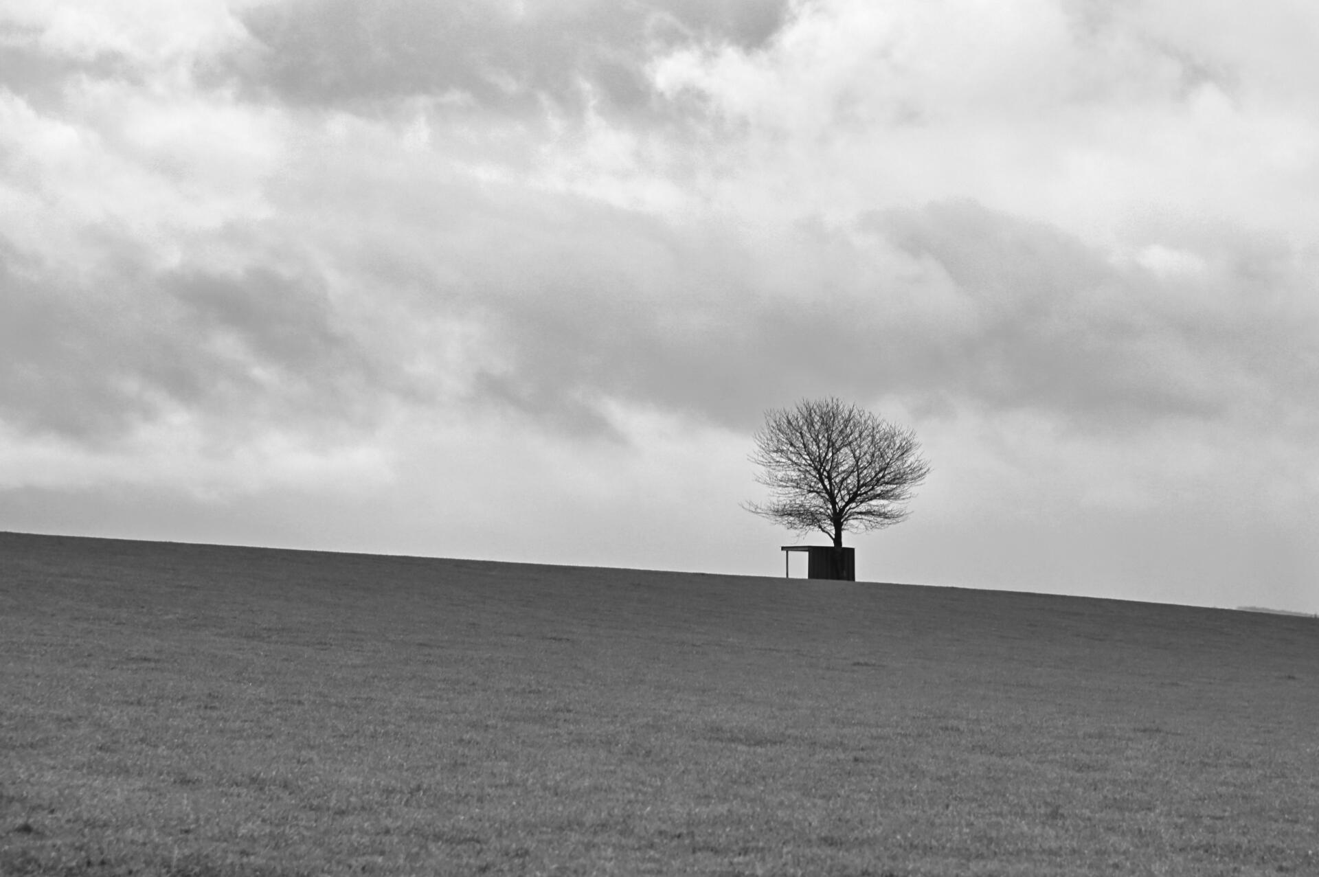 Solitude enracinée [Photo de Luc Jacquemin]